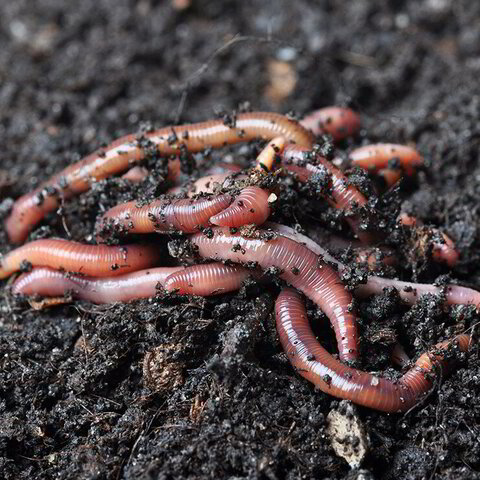 آیا کود شیمیایی به کرم های خاکی آسیب می ...